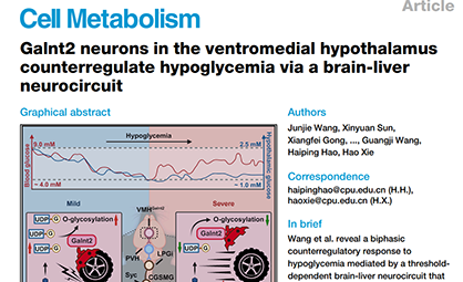 Cell Metabolism封面文章：下丘脑室旁核 Galnt2 神经元通过脑-肝神经回路代偿低血糖（铭泰佳信活体脑化学技术提供核心数据支撑）