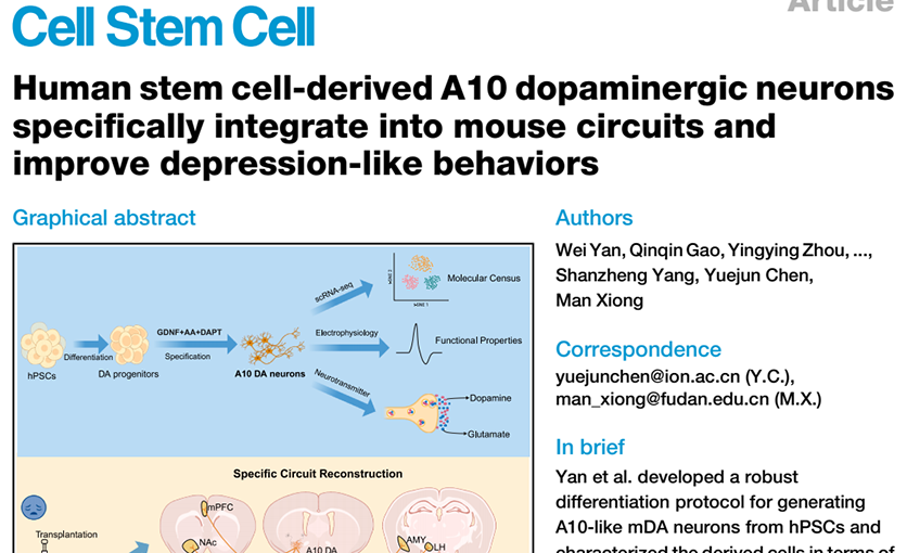 研究利用人类干细胞来源的A10亚型多巴胺能神经元改善小鼠抑郁样行为