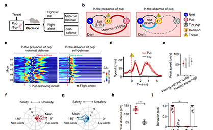 Nat. Commun.丨梁妃学团队揭示前额叶—下丘脑通路调控母性防御行为的神经机制