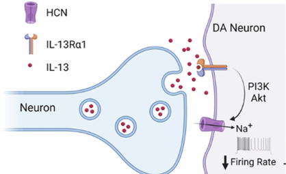 ​Mol Psychiatry︱神经免疫信号直接调控多巴胺神经元及尼古丁成瘾机制